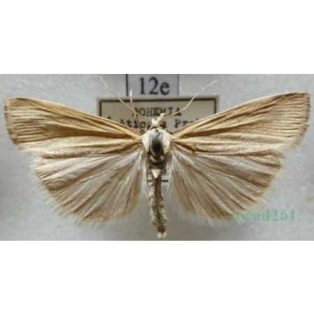 Pediasia luteella (Denis & Schiffermüller, 1775) Czech12e